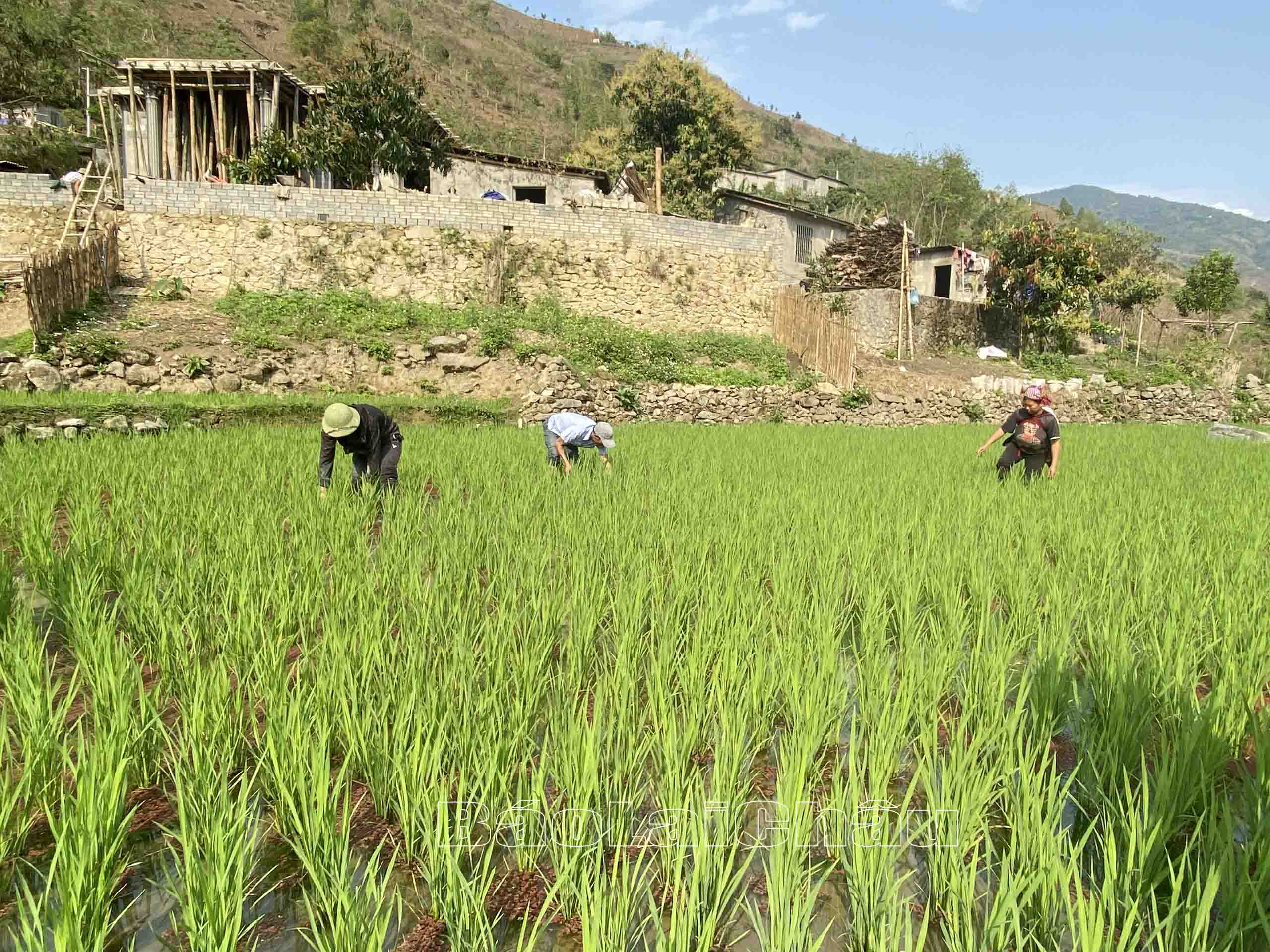 Mầu xanh của lúa đông xuân đã thay thế mầu nâu của đất bỏ hoang trước đây.